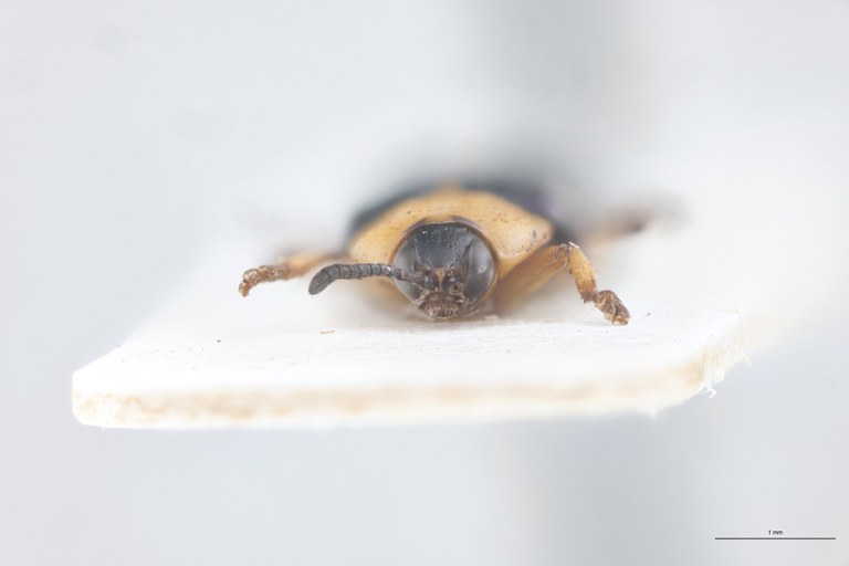 Callispa gracilicornis garambae Pt F.jpg