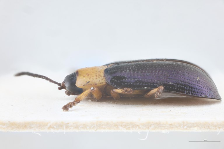 Callispa gracilicornis garambae Pt L.jpg