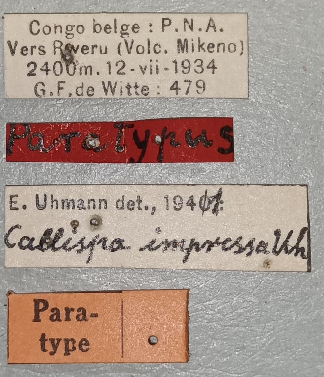 Callispa impressa Pt Labels.jpg