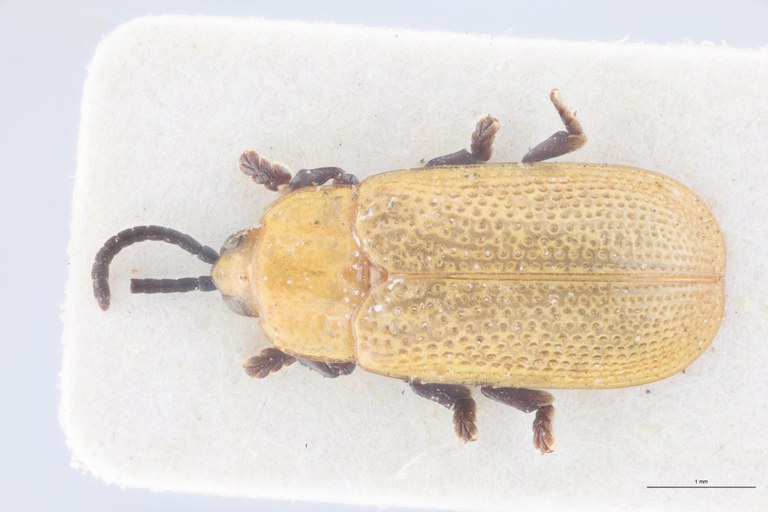 Callispa nigripes abdominalis Pt D.jpg