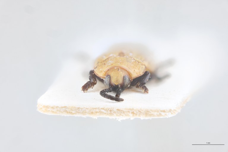 Callispa nigripes abdominalis Pt F.jpg