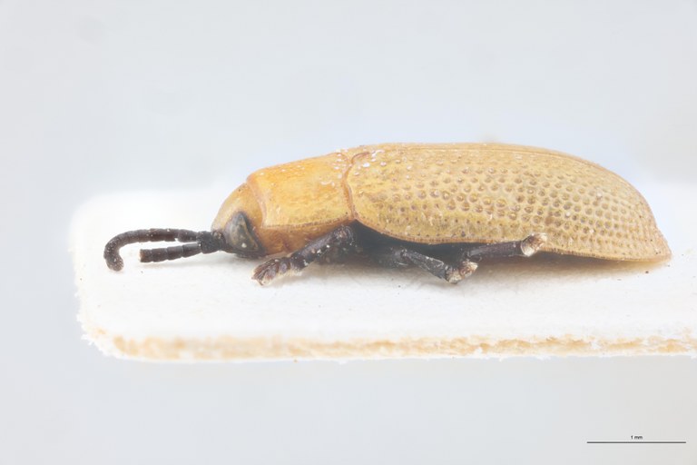 Callispa nigripes abdominalis Pt L.jpg