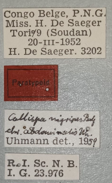 Callispa nigripes abdominalis Pt Labels.jpg