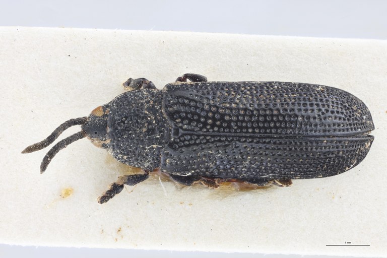 Callispa regularis Pt D.jpg