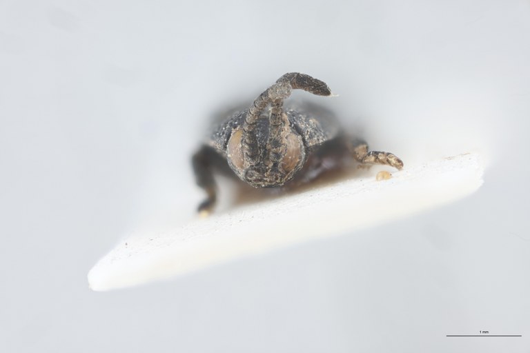 Callispa regularis Pt F-V.jpg