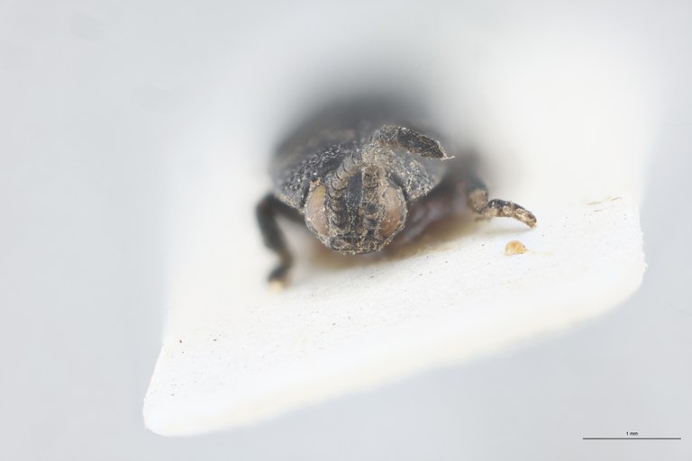 Callispa regularis Pt F.jpg