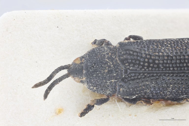 Callispa regularis Pt Head-Close-Up.jpg