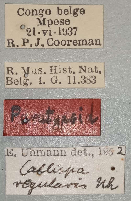 Callispa regularis Pt Labels.jpg