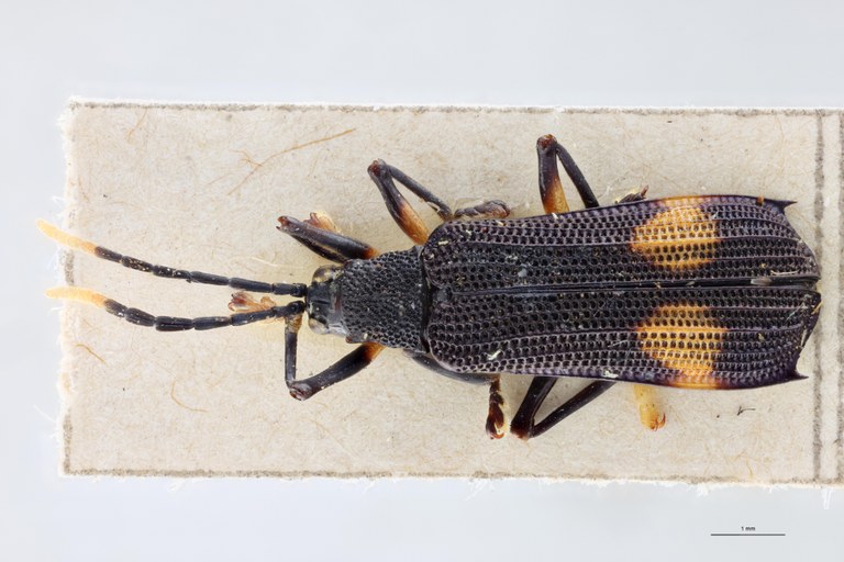 Cephalodonta femoralis Ex-T D.jpg