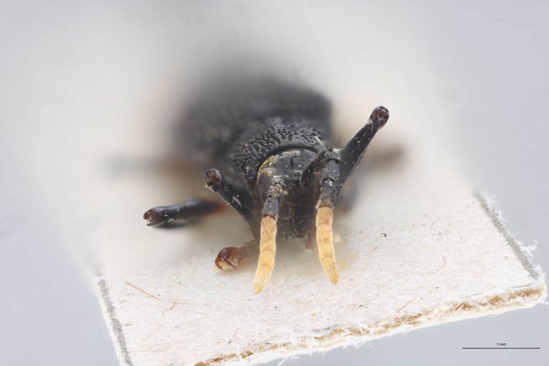 Cephalodonta femoralis Ex-T F.jpg