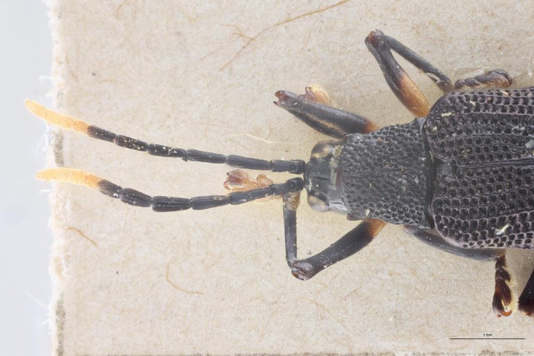 Cephalodonta femoralis Ex-T Head-Close-Up.jpg