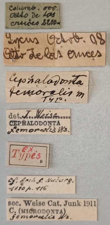 Cephalodonta femoralis Ex-T Labels.jpg