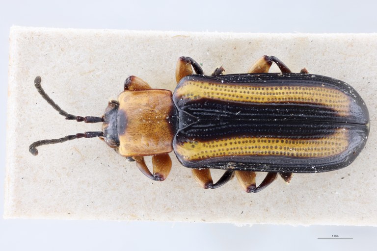 Cephalolia bella Ex-T D.jpg