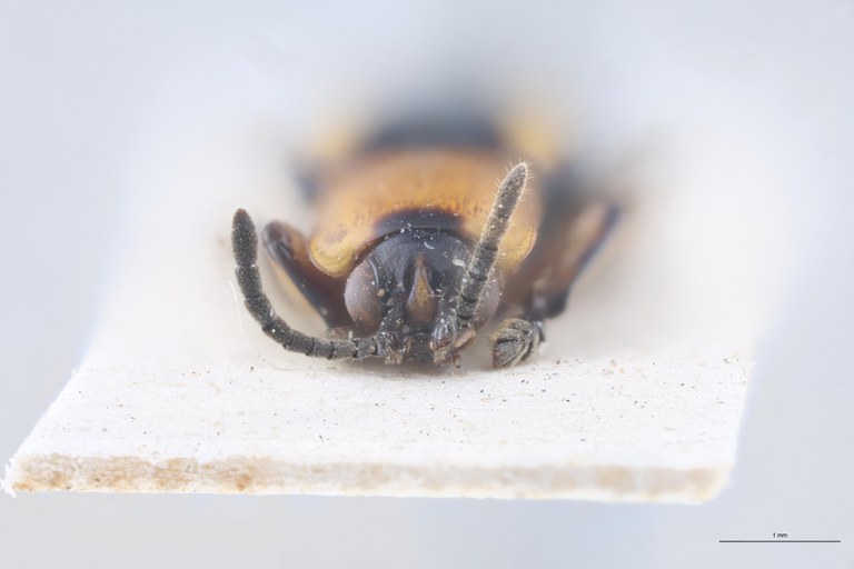 Cephalolia bella Ex-T F.jpg