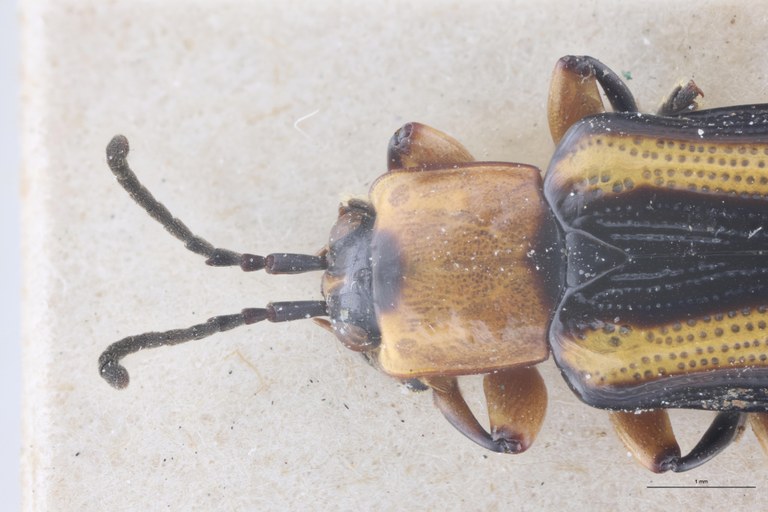 Cephalolia bella Ex-T Head-Close-Up.jpg
