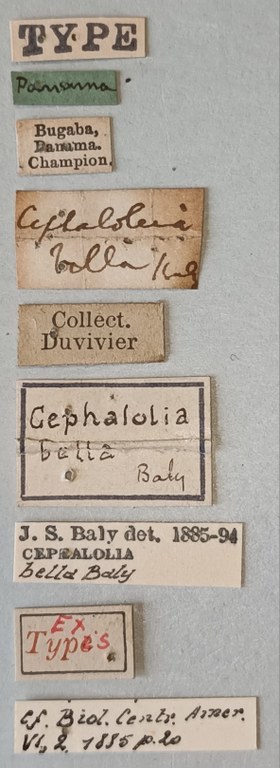 Cephalolia bella Ex-T Labels.jpg