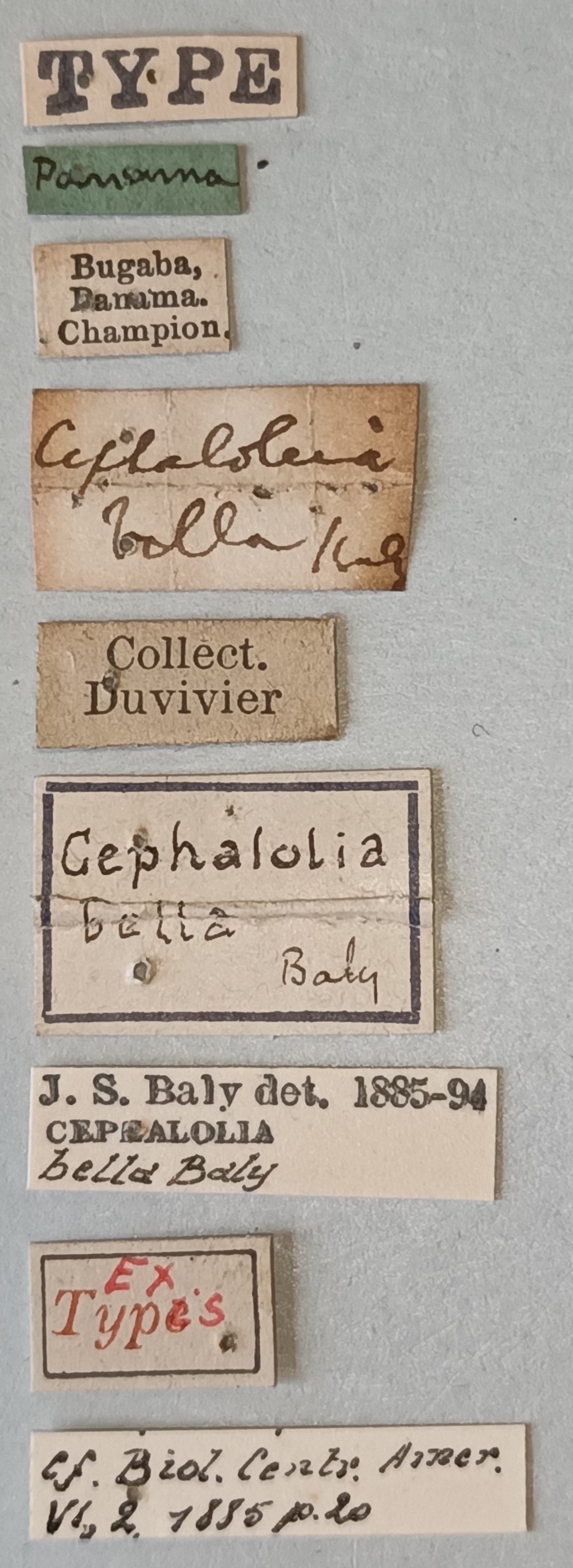 Cephalolia bella Ex-T Labels.jpg