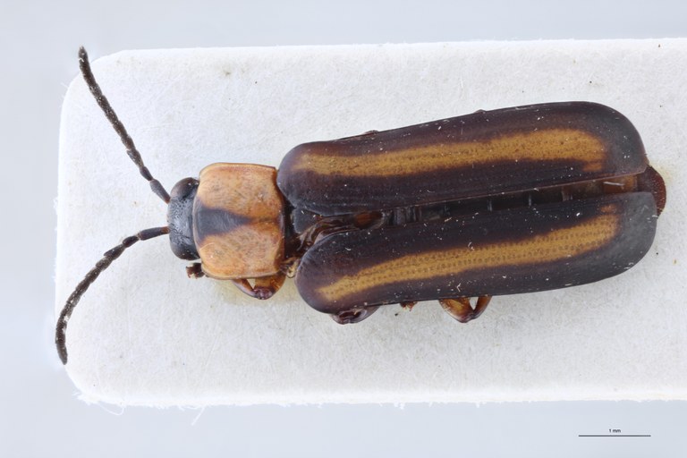 Cephalolia consanguinea Ex-T D.jpg