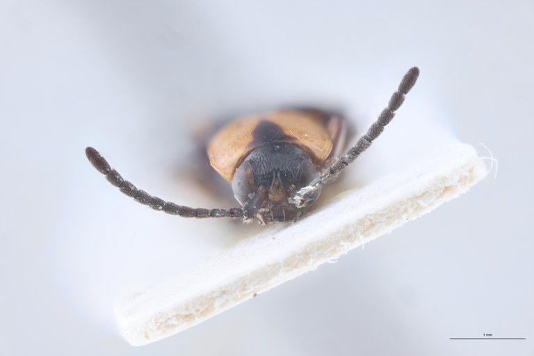 Cephalolia consanguinea Ex-T F.jpg