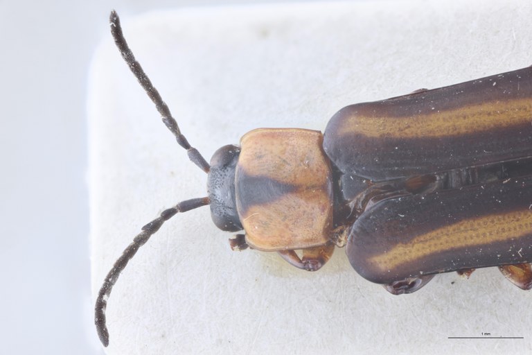 Cephalolia consanguinea Ex-T Head-Close-Up.jpg