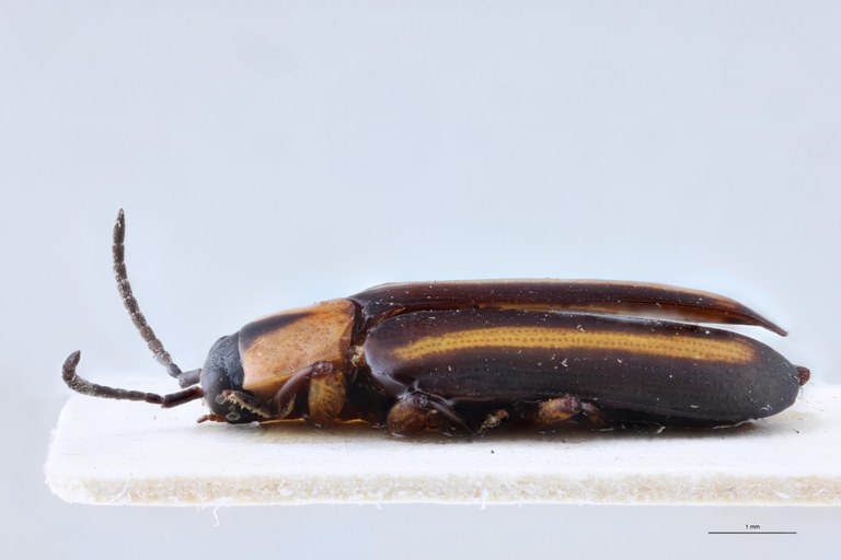 Cephalolia consanguinea Ex-T L.jpg