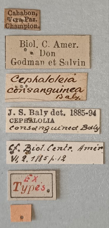 Cephalolia consanguinea Ex-T Labels.jpg