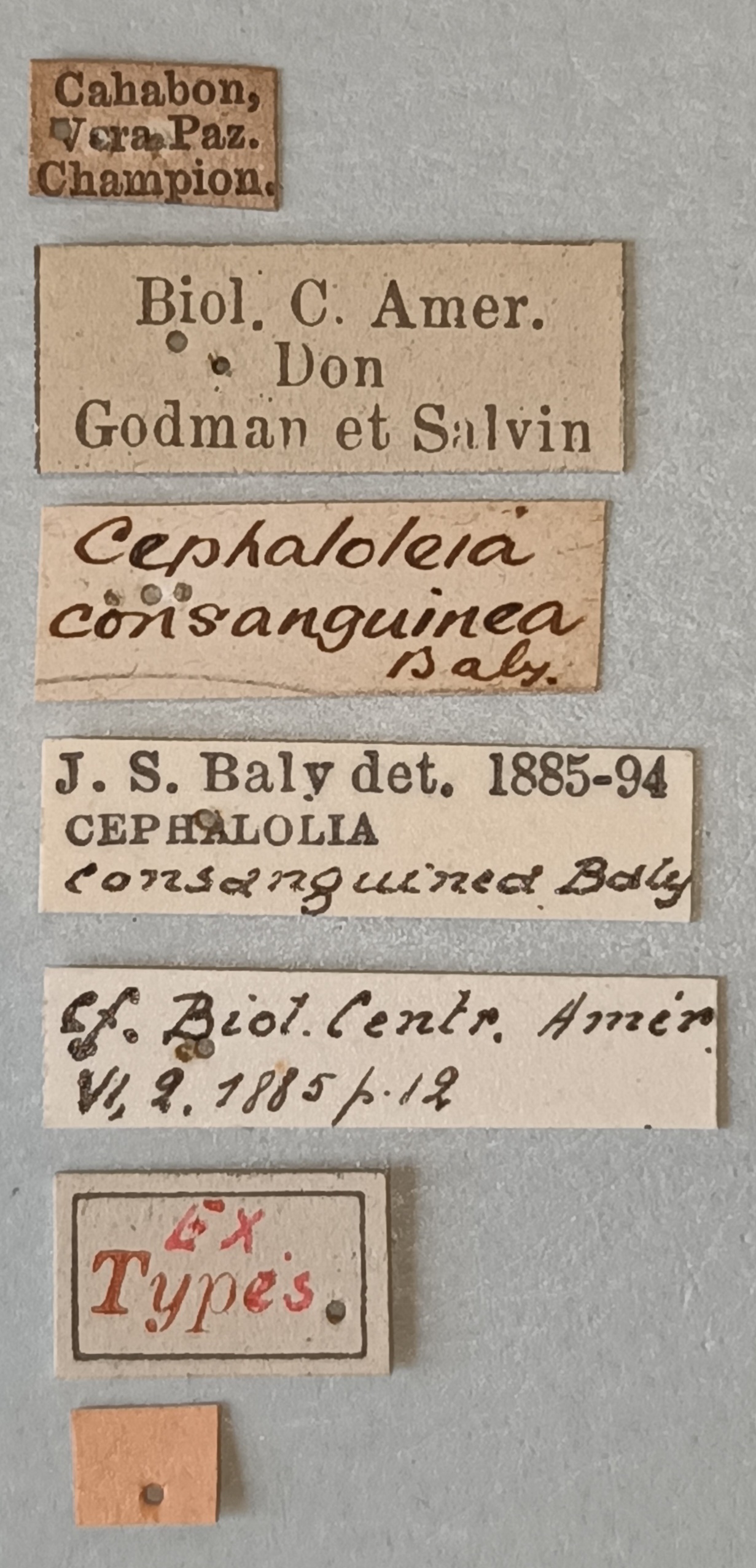 Cephalolia consanguinea Ex-T Labels.jpg