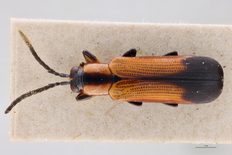 Cephalolia instabilis Ex-T D.jpg