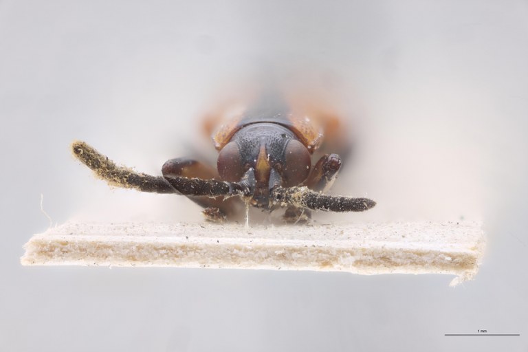 Cephalolia instabilis Ex-T F.jpg