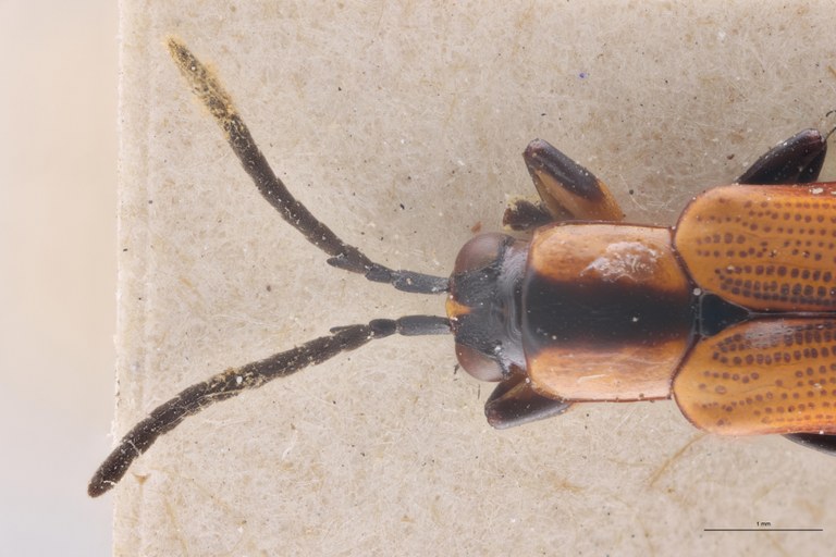 Cephalolia instabilis Ex-T Head-Close-Up.jpg