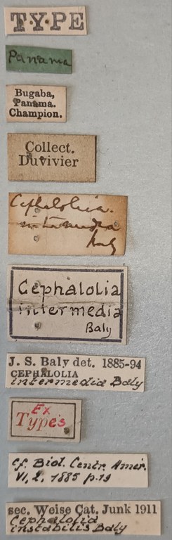 Cephalolia instabilis Ex-T Labels.jpg