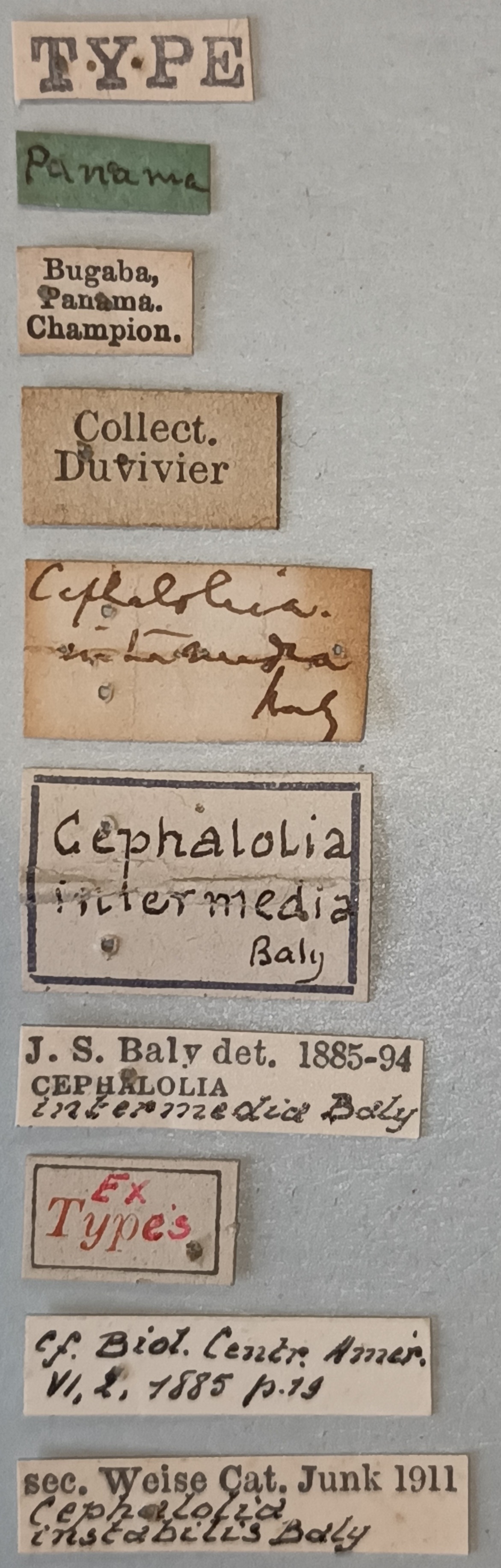 Cephalolia instabilis Ex-T Labels.jpg