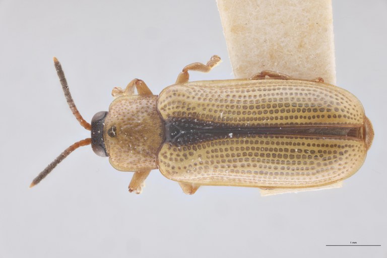 Cephalolia linkei F Pt D.jpg