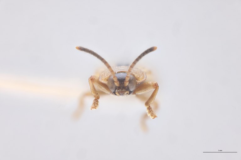 Cephalolia linkei F Pt F.jpg