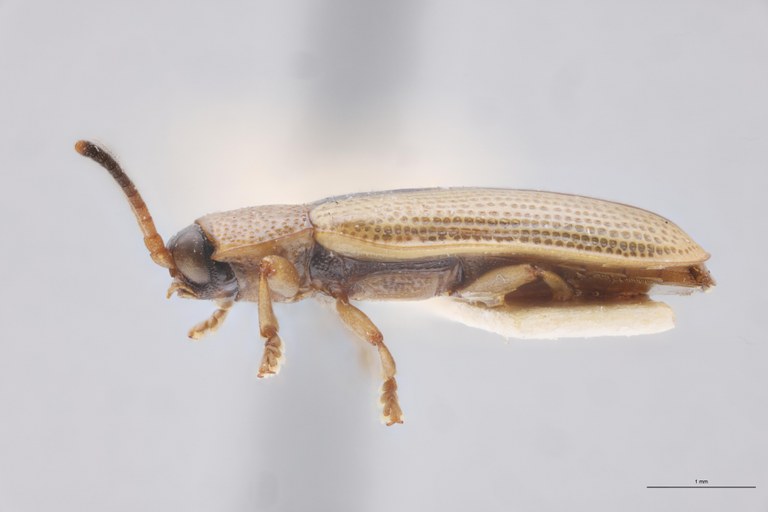 Cephalolia linkei F Pt L.jpg