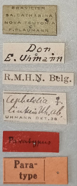 Cephalolia linkei F Pt Labels.jpg