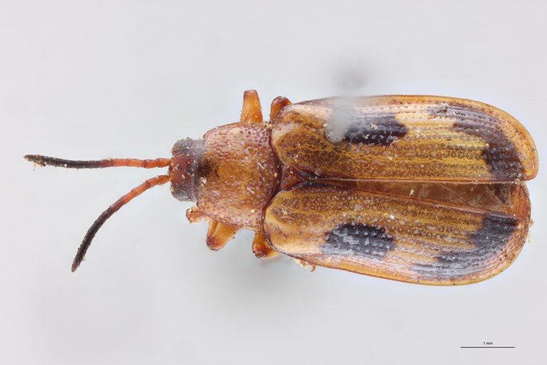 Cephalolia ornatula Ex-T D.jpg