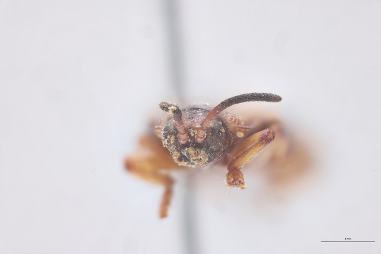 Cephalolia ornatula Ex-T F.jpg