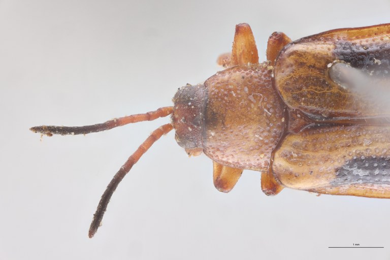 Cephalolia ornatula Ex-T Head-Close-Up.jpg