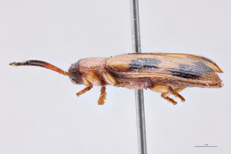 Cephalolia ornatula Ex-T L.jpg