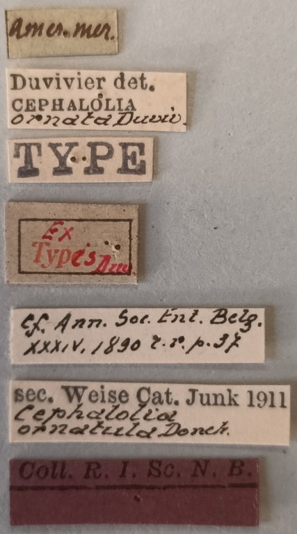 Cephalolia ornatula Ex-T Labels.jpg