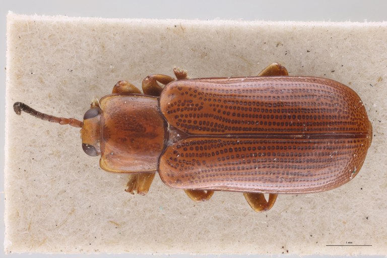 Cephalolia placida Ex-T D.jpg