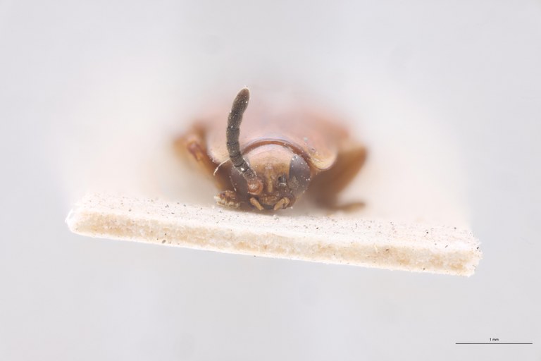 Cephalolia placida Ex-T F.jpg