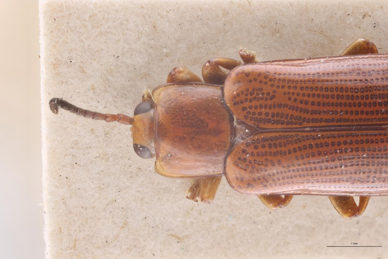 Cephalolia placida Ex-T Head-Close-Up.jpg