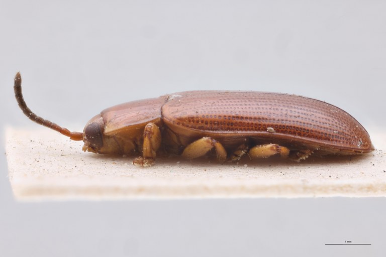 Cephalolia placida Ex-T L.jpg