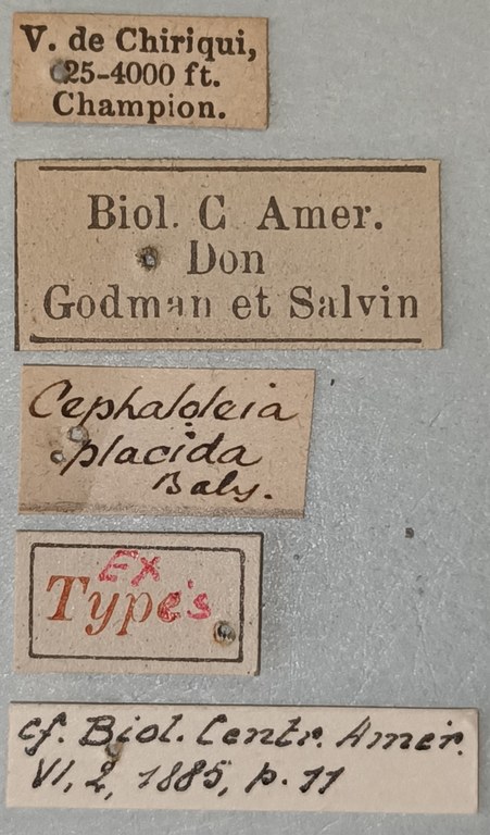 Cephalolia placida Ex-T Labels.jpg