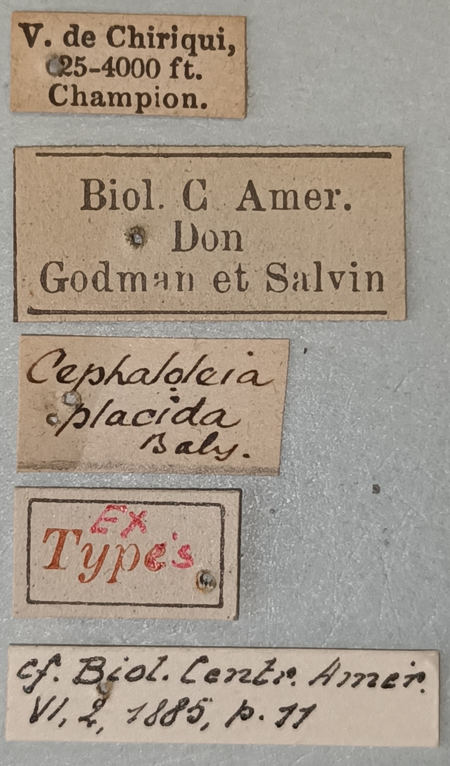 Cephalolia placida Ex-T Labels.jpg