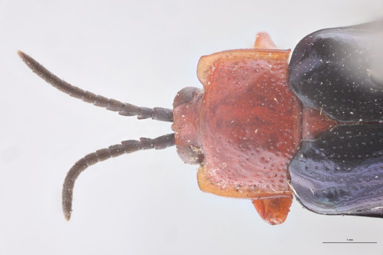 Cephalolia princeps Head-Close-Up.jpg