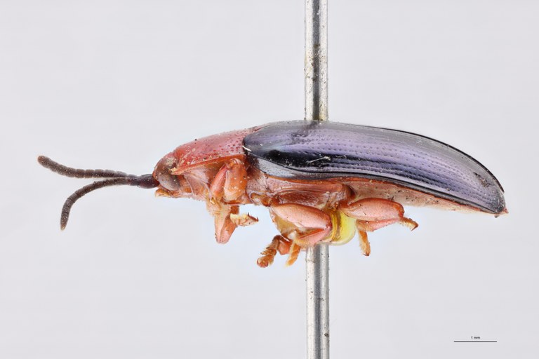 Cephalolia princeps L.jpg