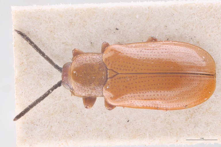 Cephalolia puncticollis Ex-T D.jpg
